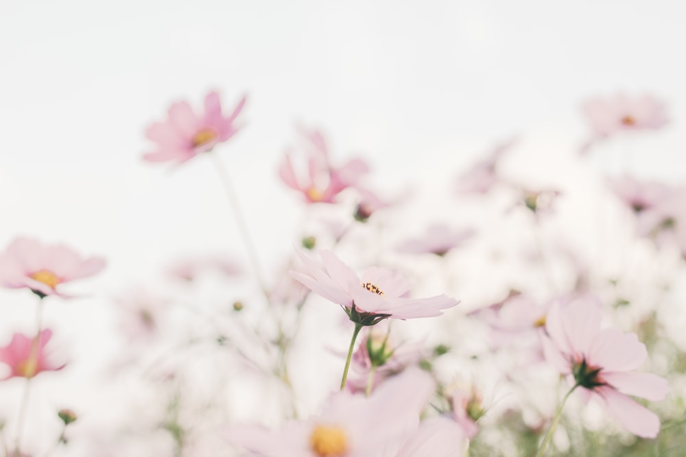 純福音教会 教団関係 Link